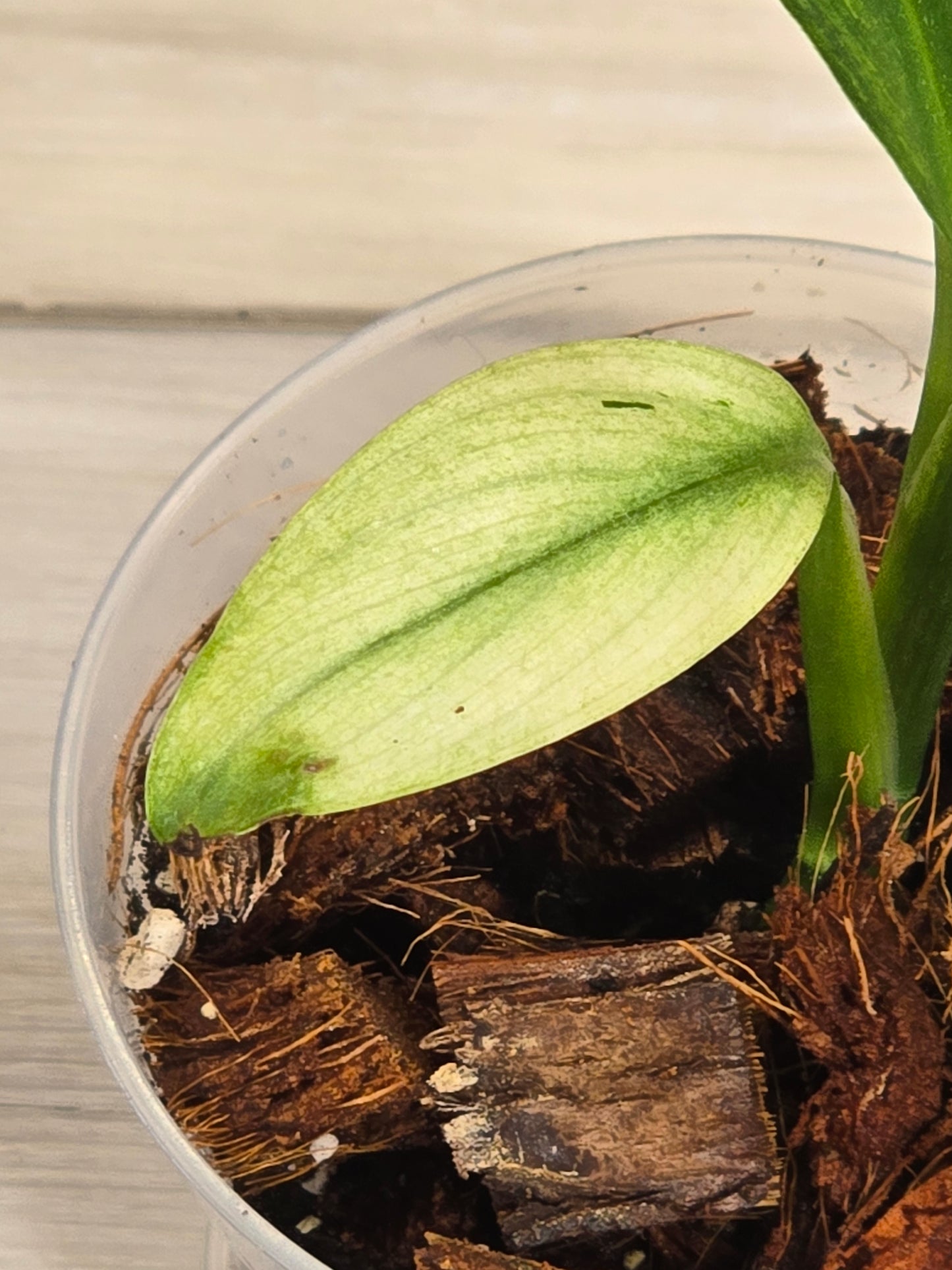 Epipremnum Amplissimum Albo # 603