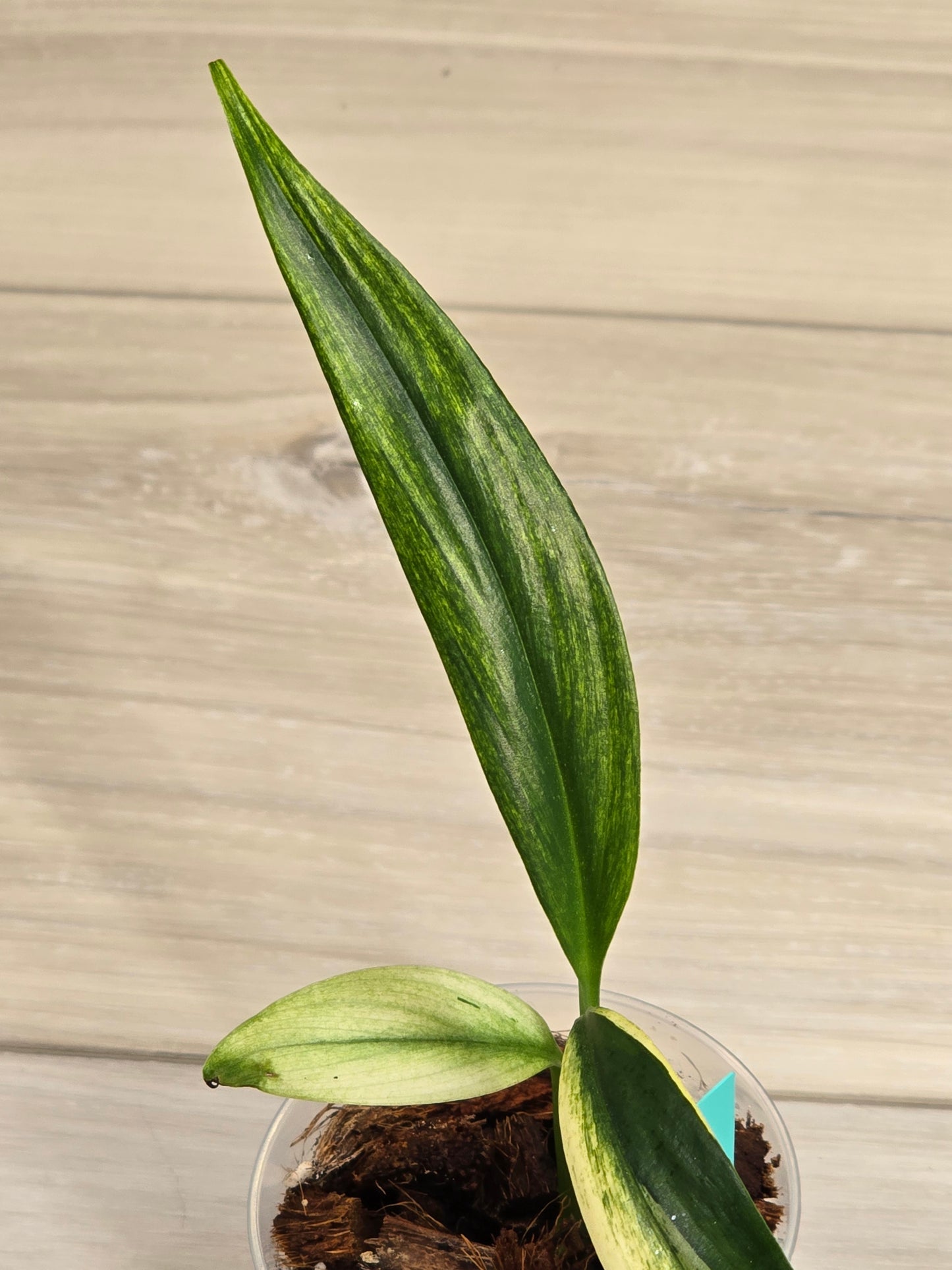 Epipremnum Amplissimum Albo # 603