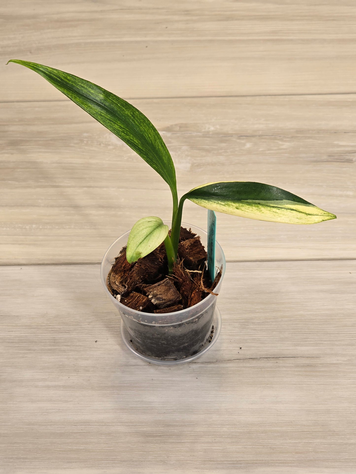 Epipremnum Amplissimum Albo # 603