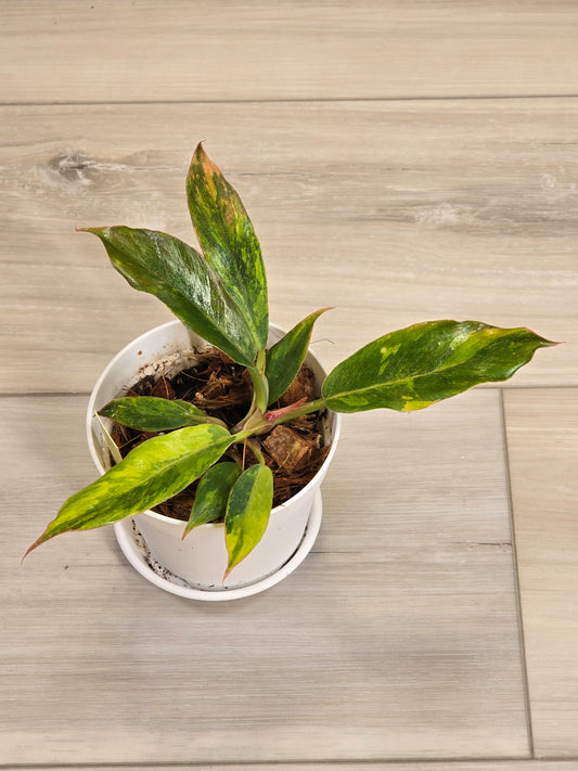 Philodendron Caramel Fire Tiger #571 Rare