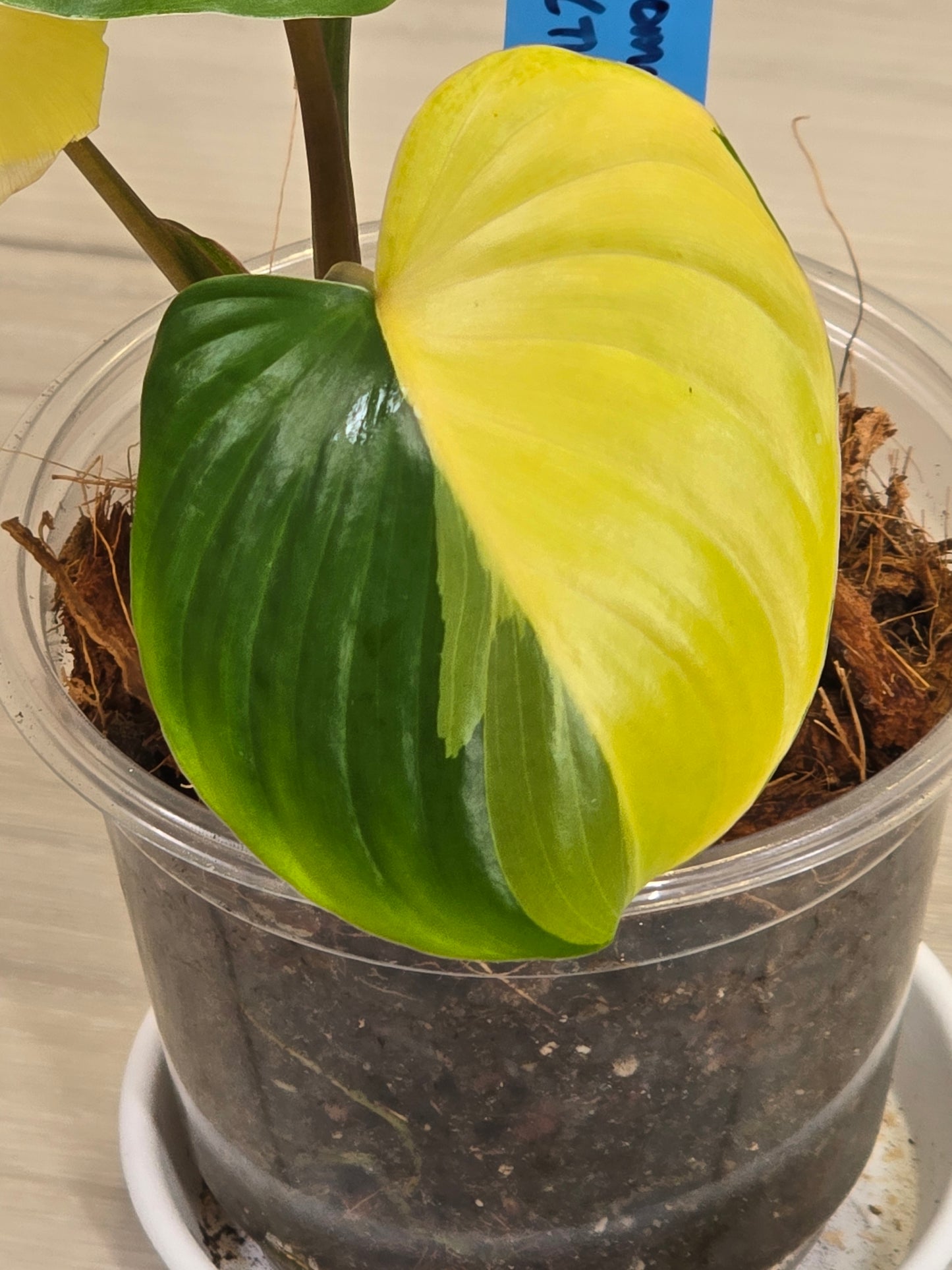 Homaloena Rubescens Aurea Variegated #455