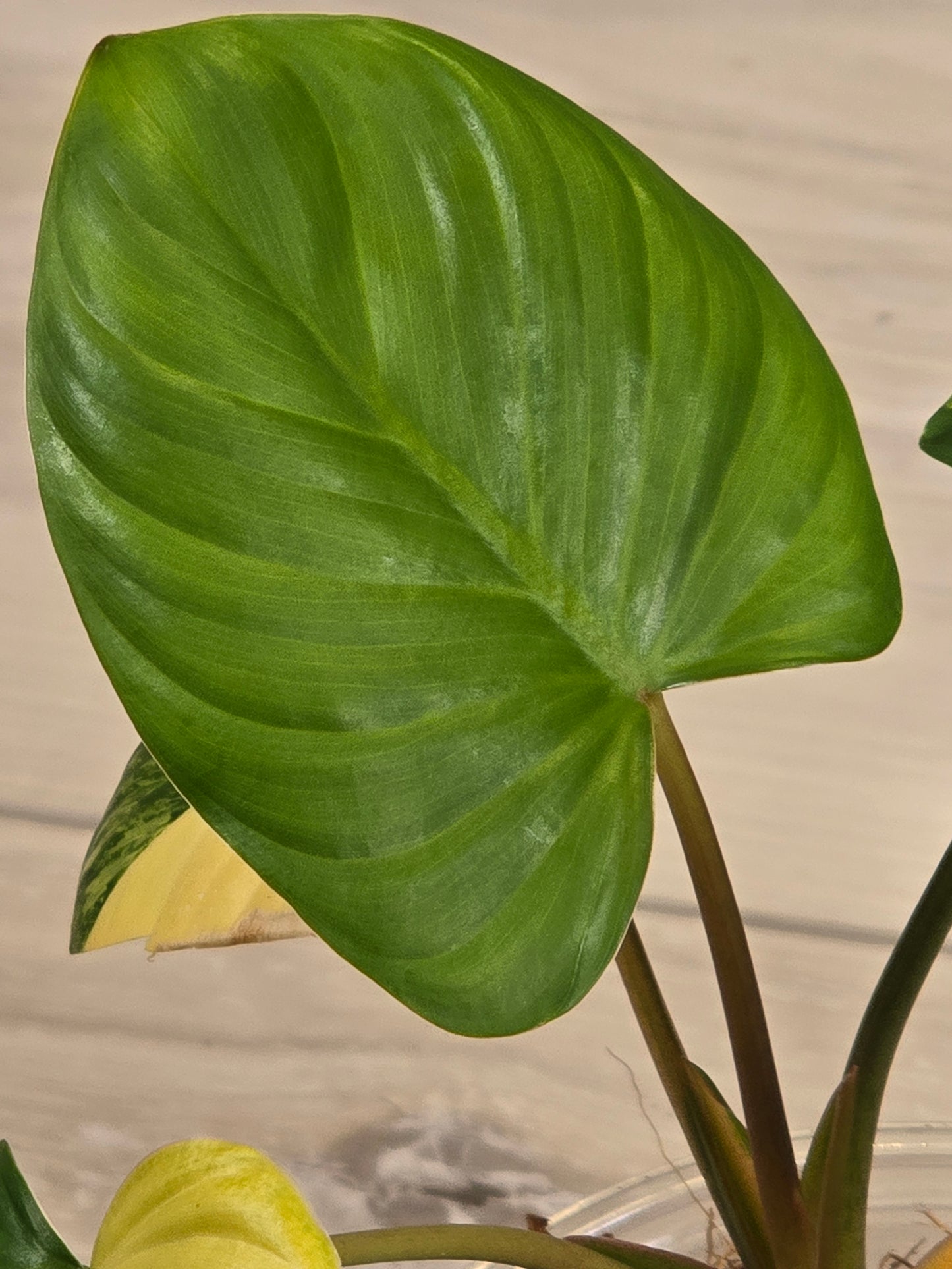 Homaloena Rubescens Aurea Variegated #455