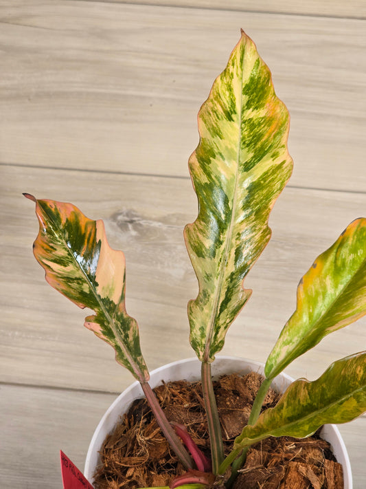 Philodendron Caramel Marble #483