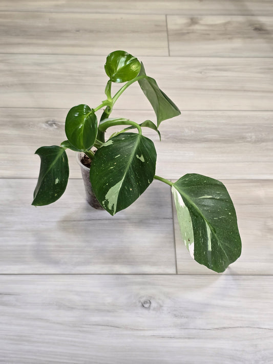 Philodendron White Wizard #1