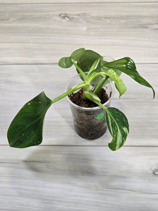 Philodendron White Wizard #2