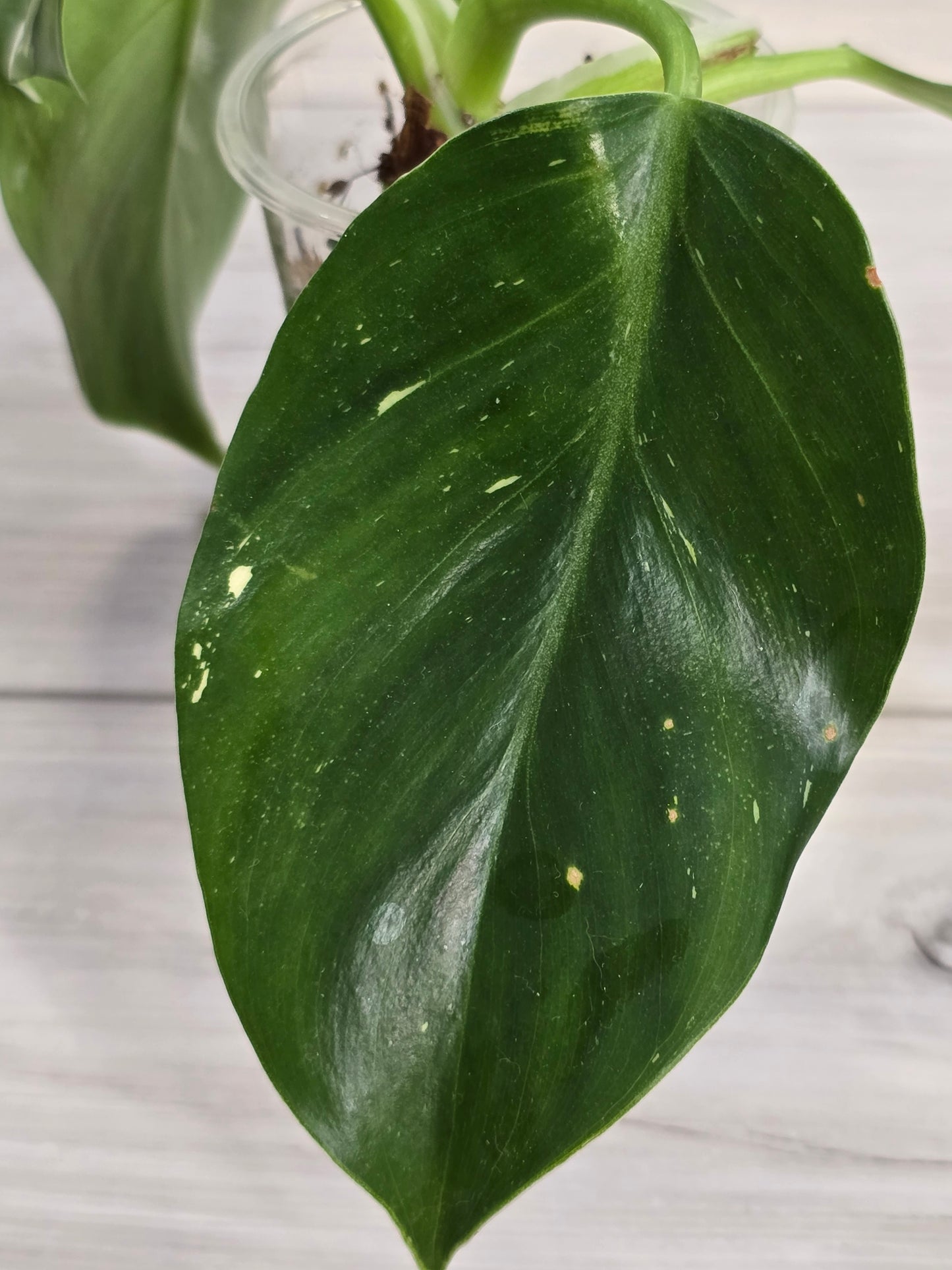 Philodendron White Wizard #2