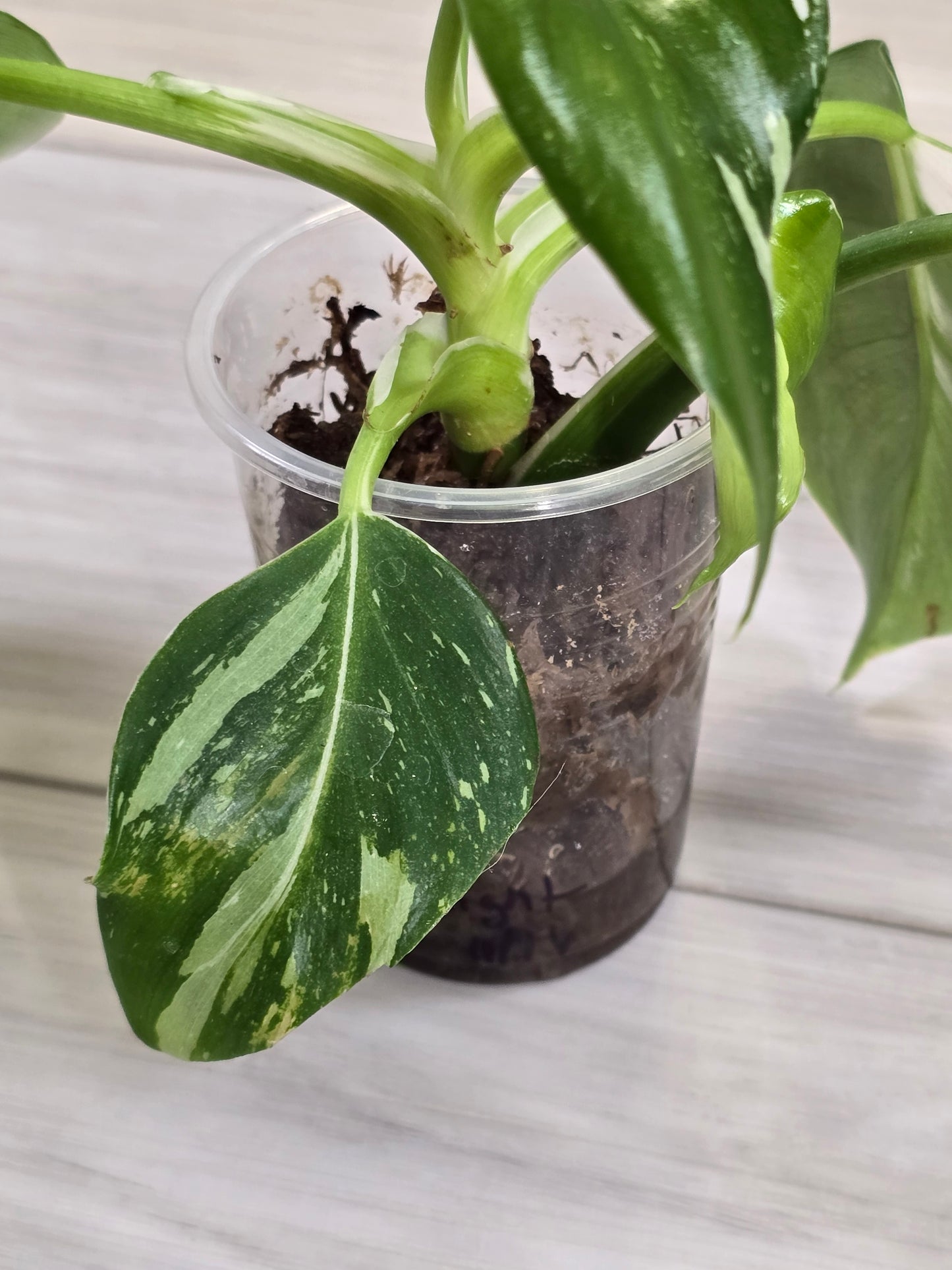 Philodendron White Wizard #2