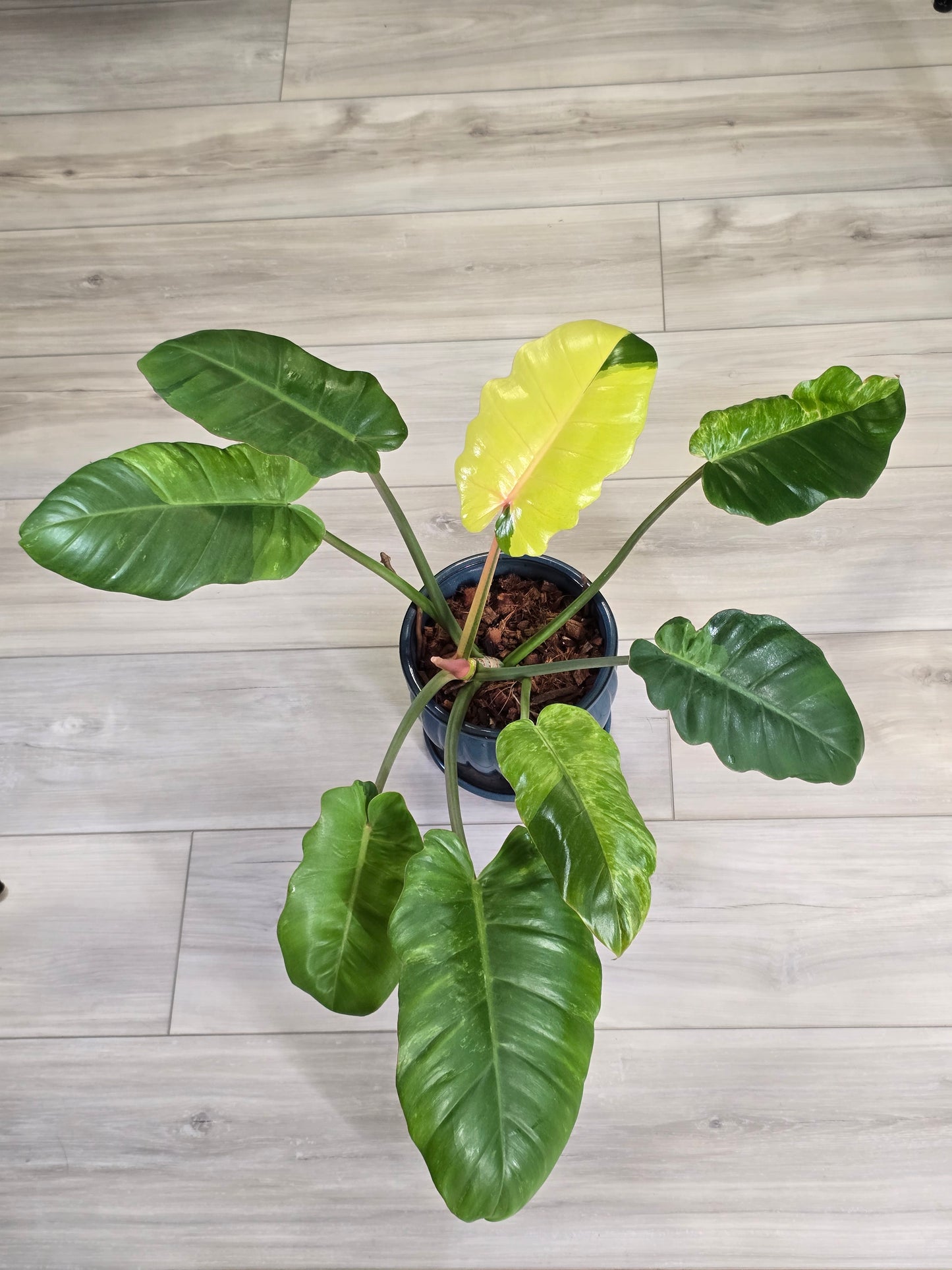Philodendron Jungle Fever Variegated