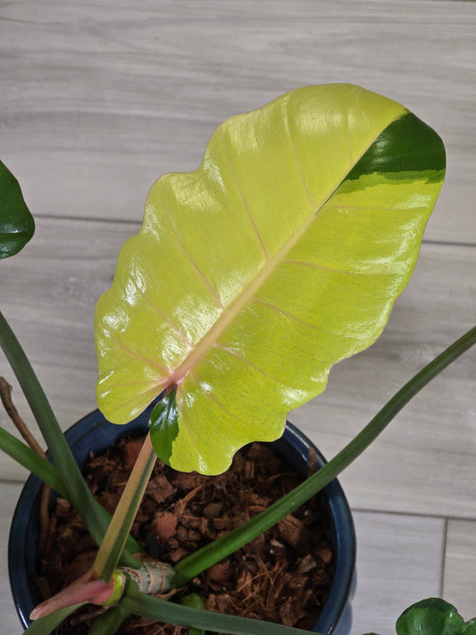 Philodendron Jungle Fever Variegated