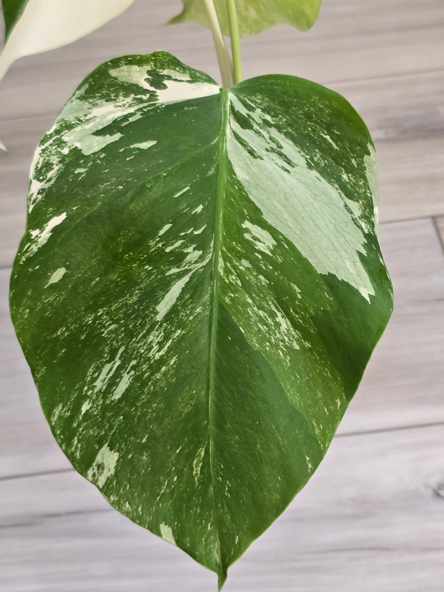 Monstera Albo #13