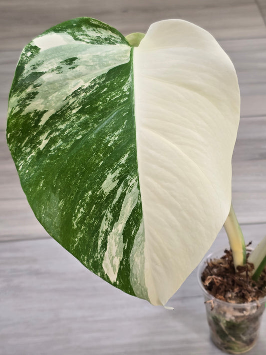 Monstera Albo #13