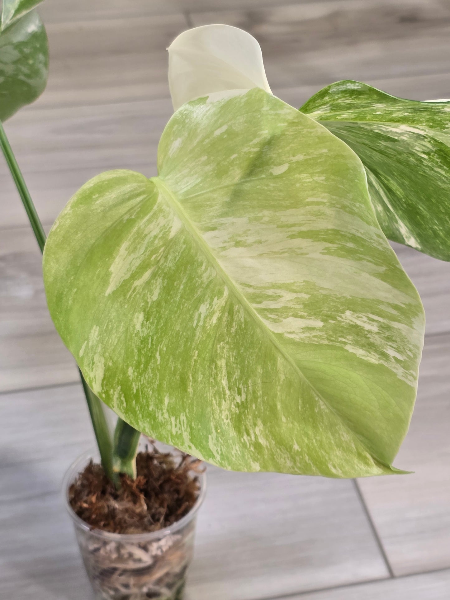 Monstera Albo #13