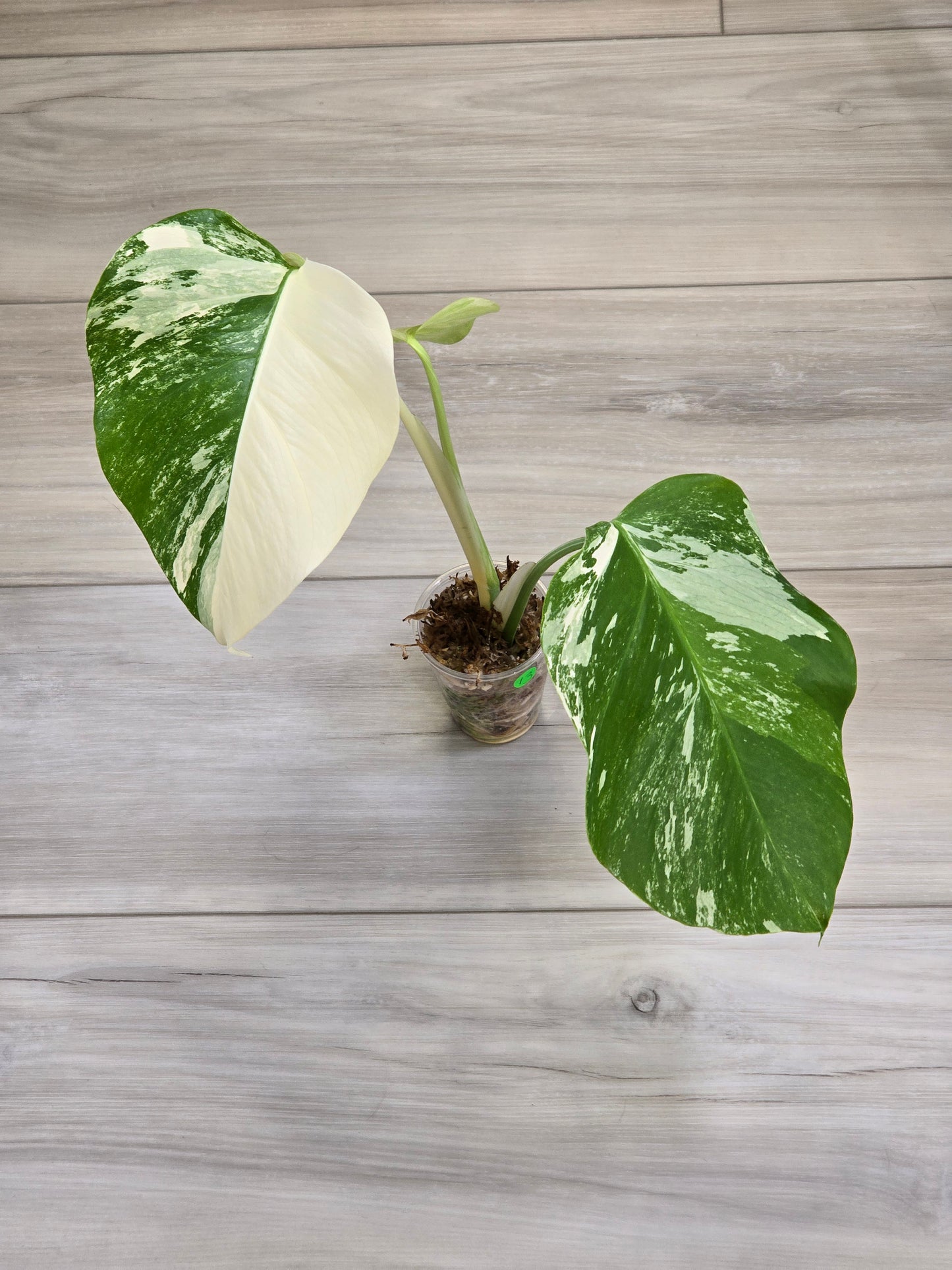 Monstera Albo #13