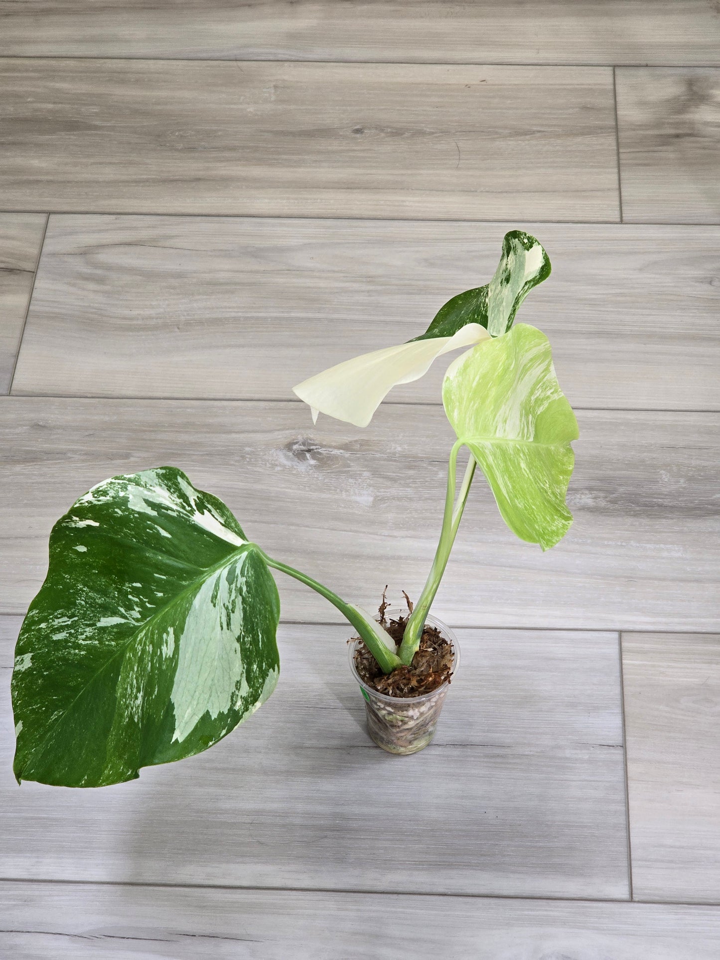 Monstera Albo #13