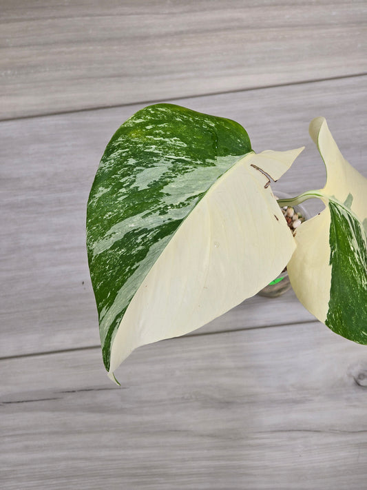 Monstera Albo #14