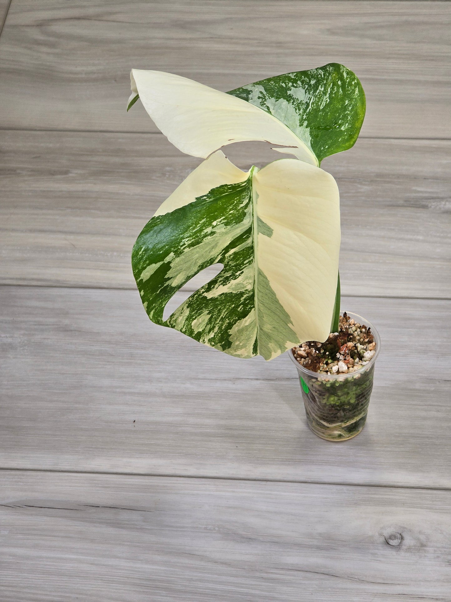 Monstera Albo #14