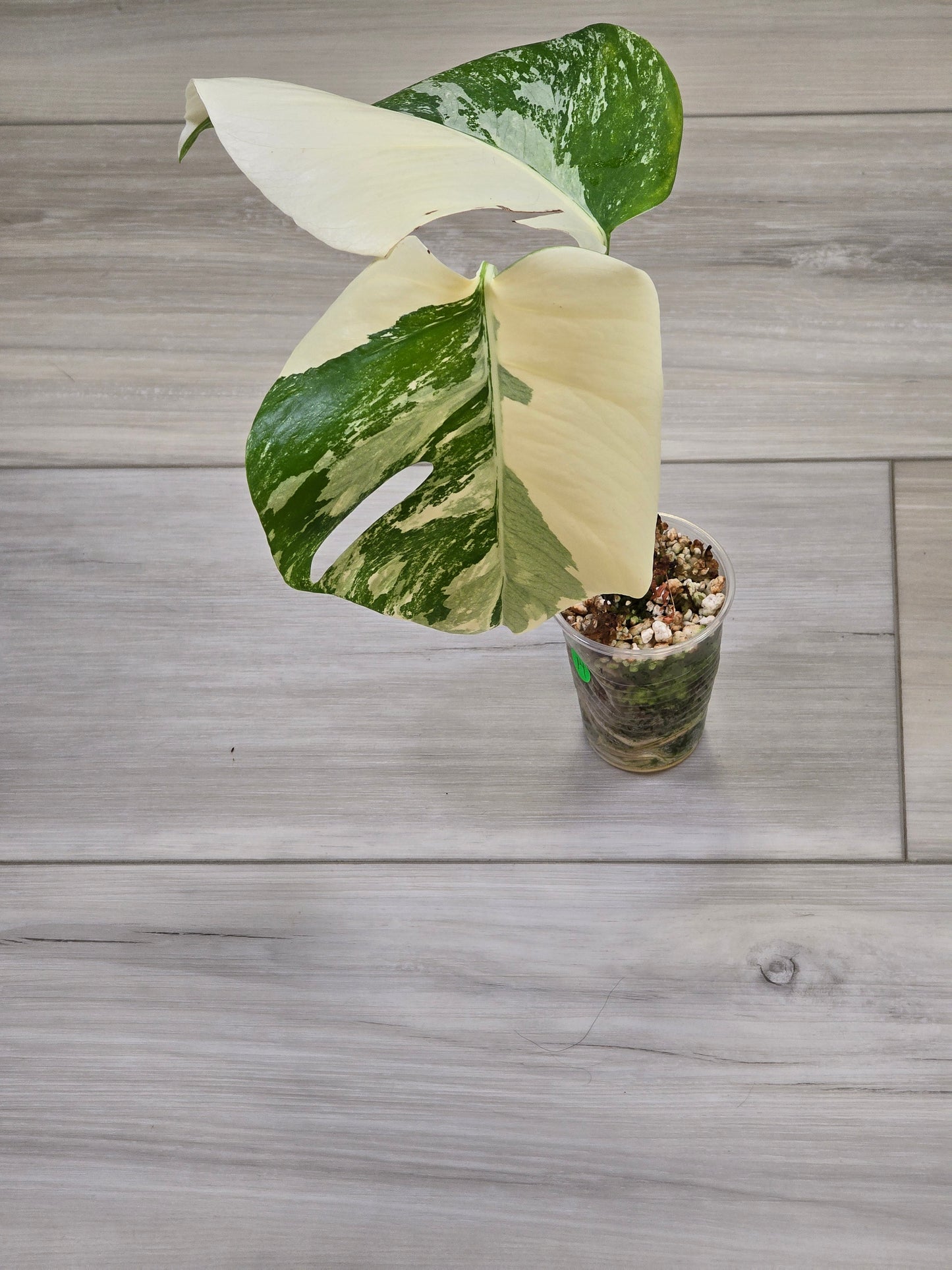 Monstera Albo #14