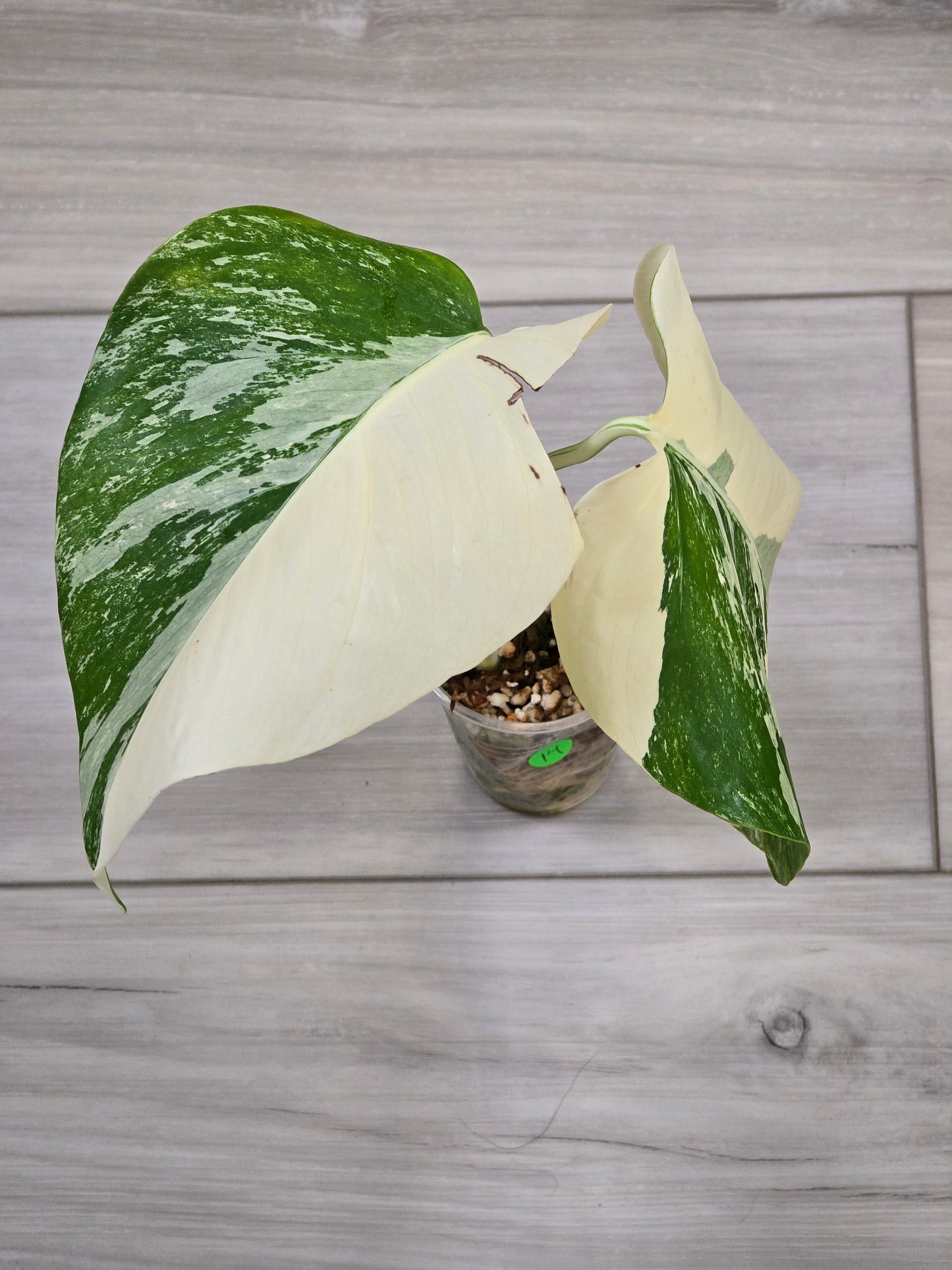 Monstera Albo #14