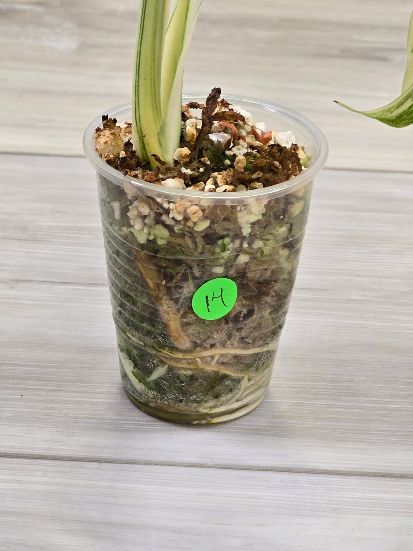 Monstera Albo #14