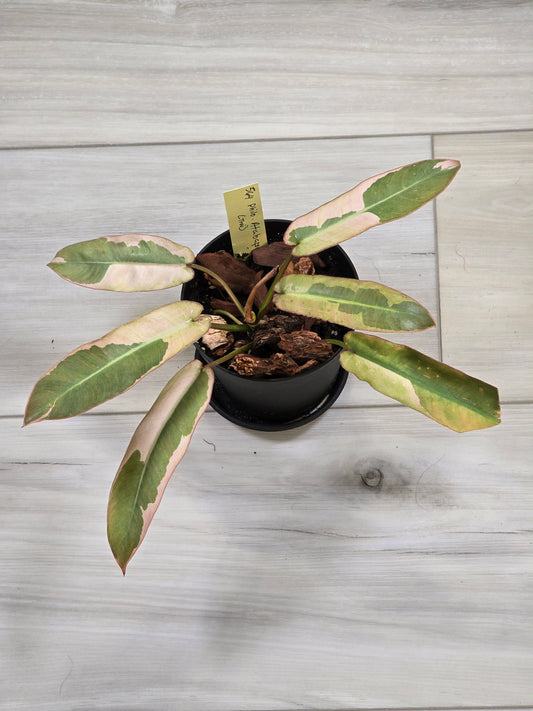 Philodendron Pink Atabapoense