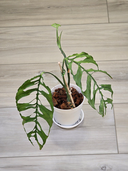 Monstera Obliqua Peru