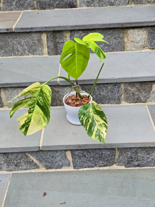 Monstera Aurea