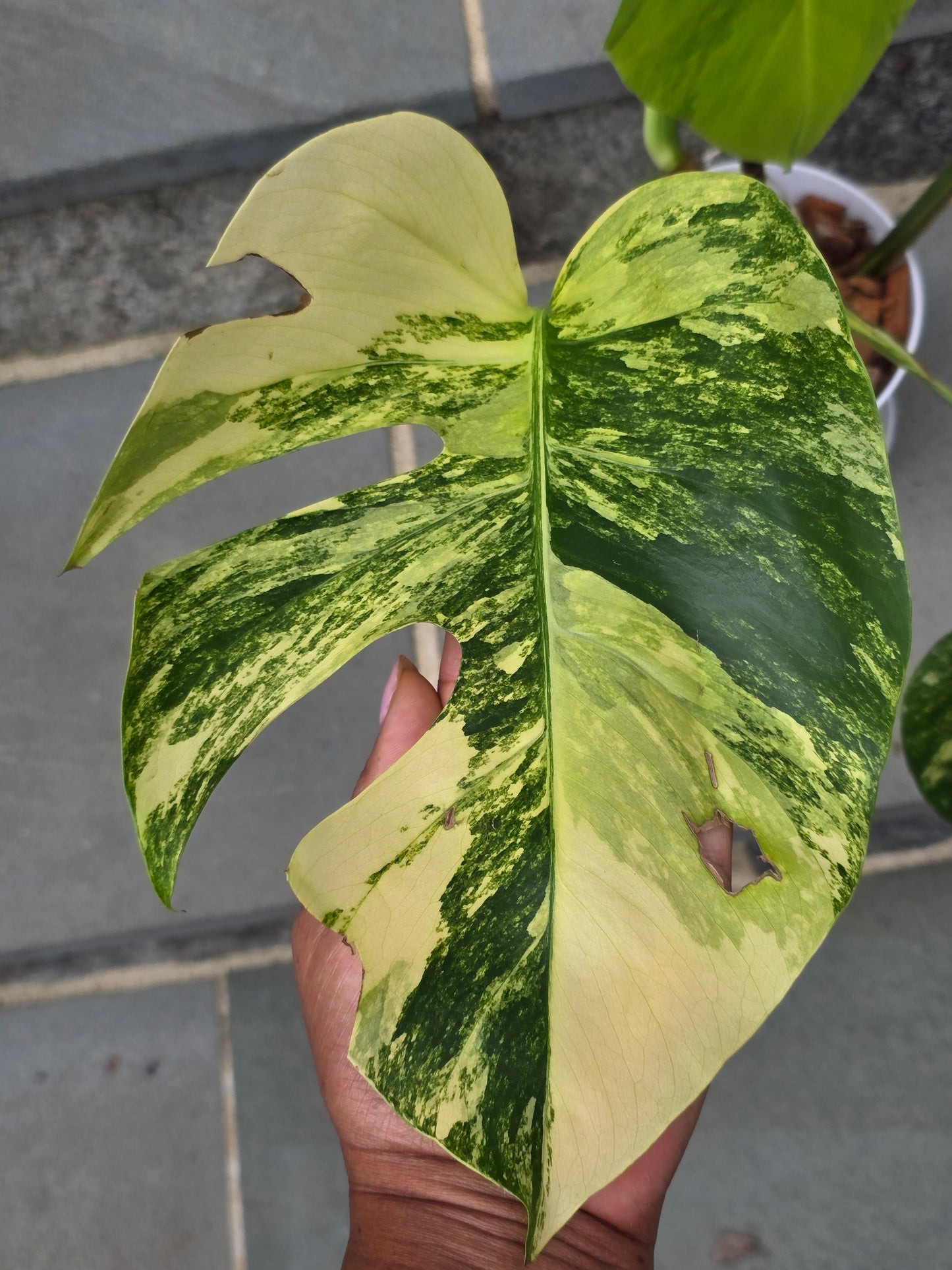 Monstera Aurea