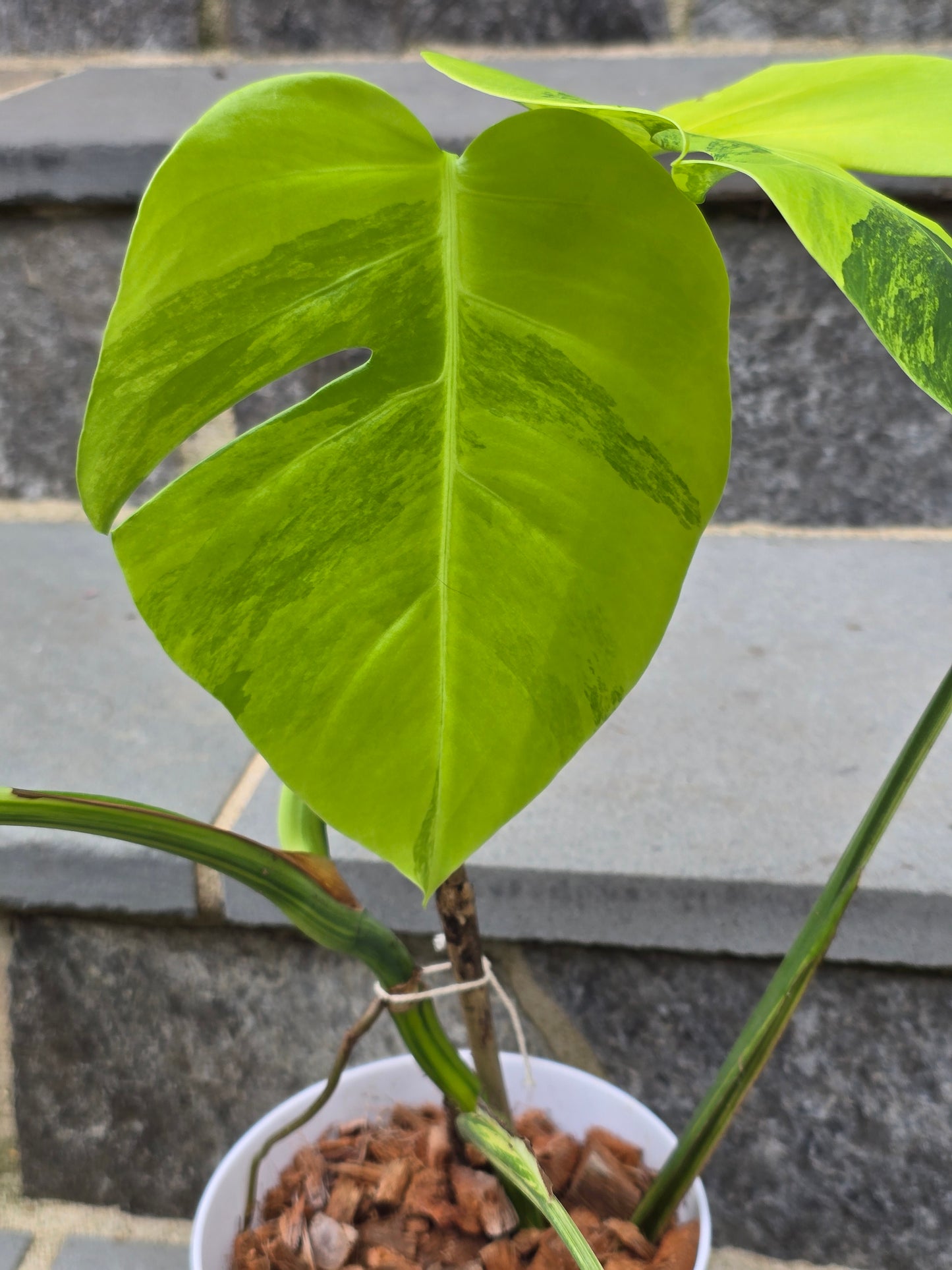 Monstera Aurea