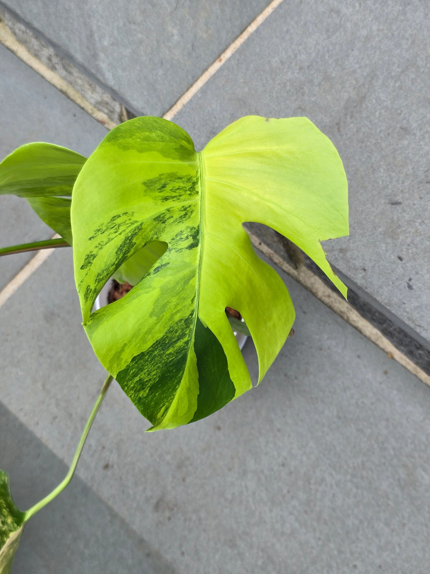Monstera Aurea