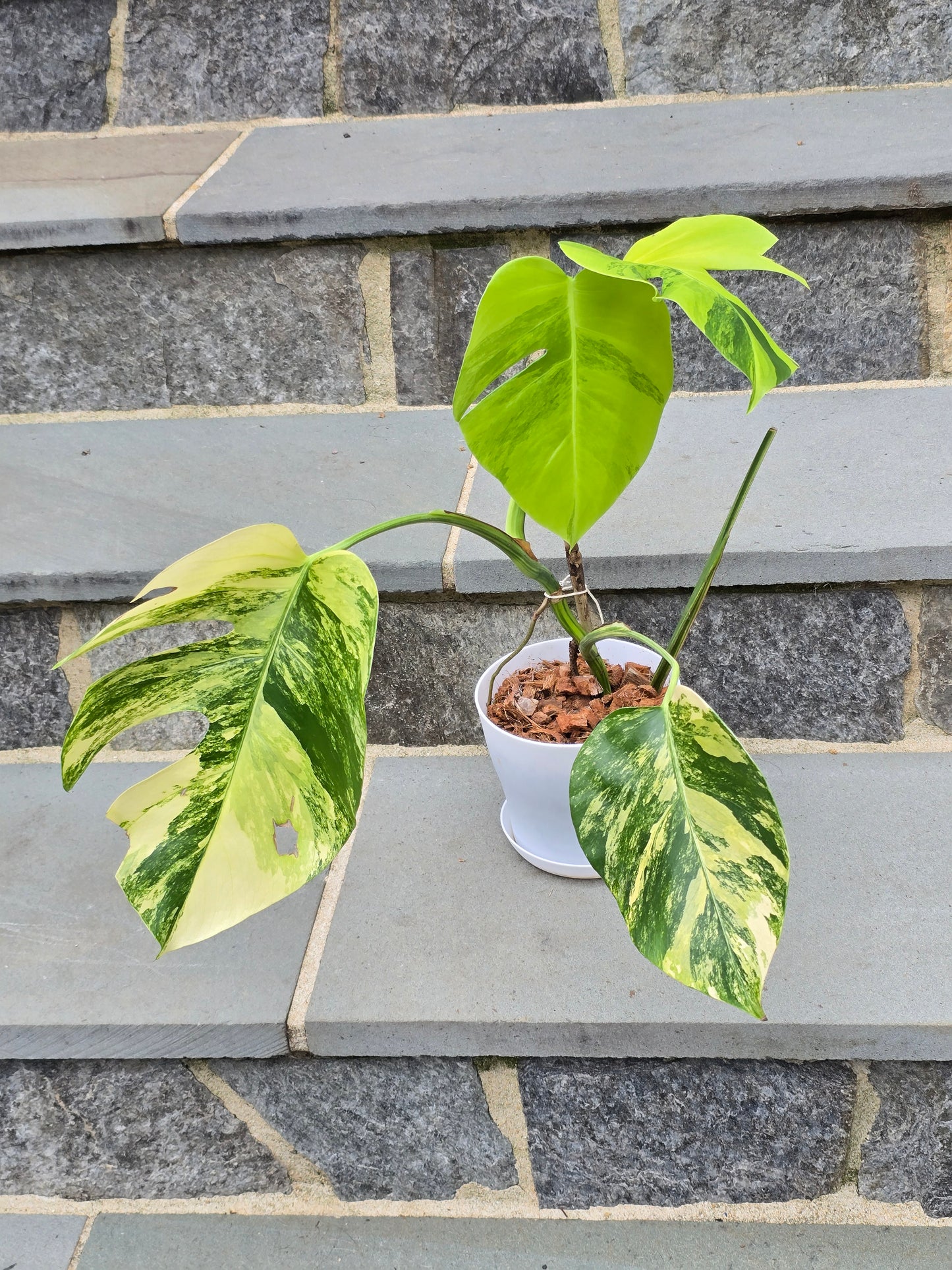 Monstera Aurea