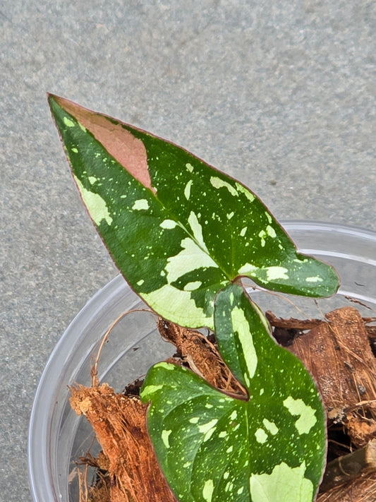 Syngonium Red Spot Tricolor