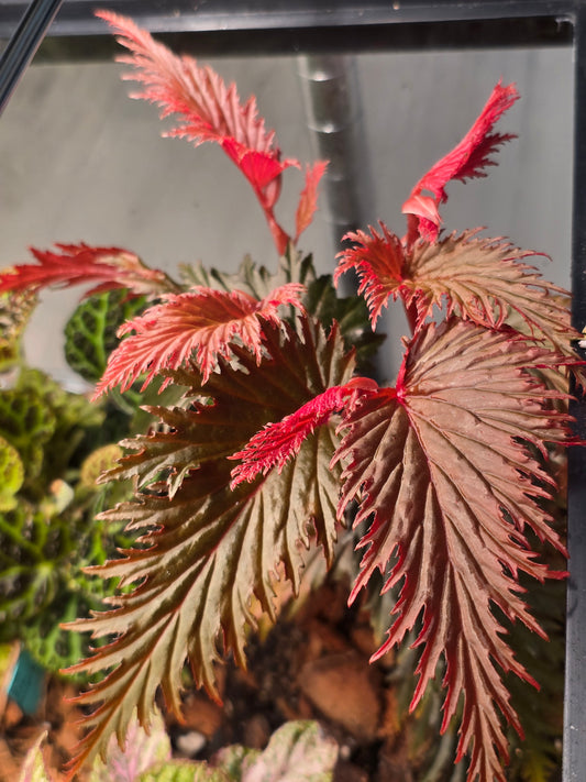 Begonia Miri SP