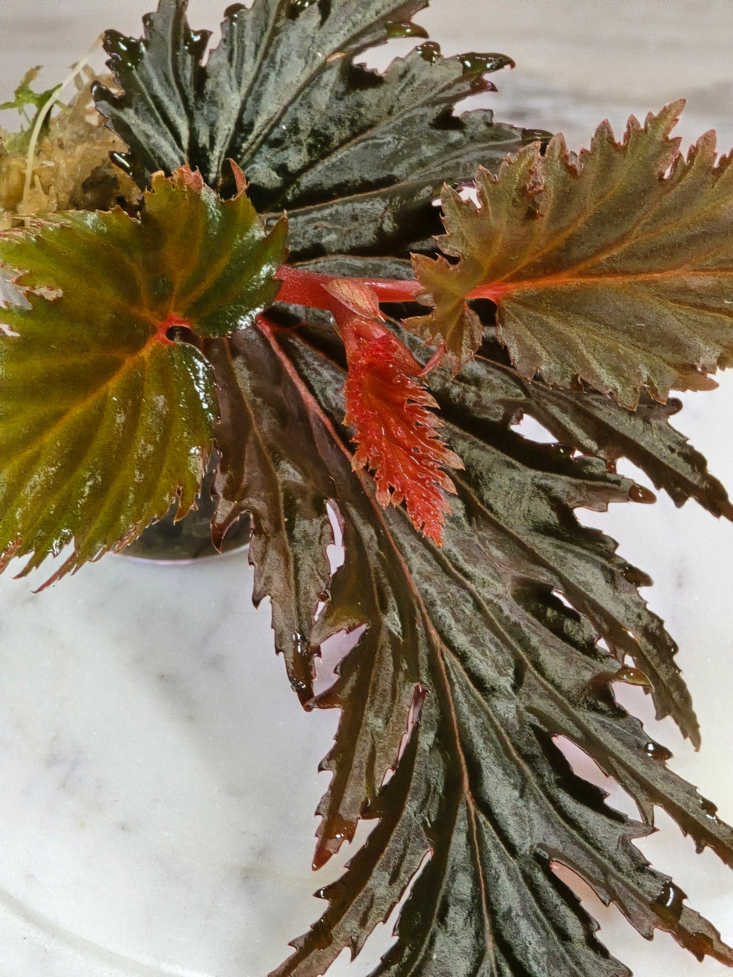 Begonia Miri SP