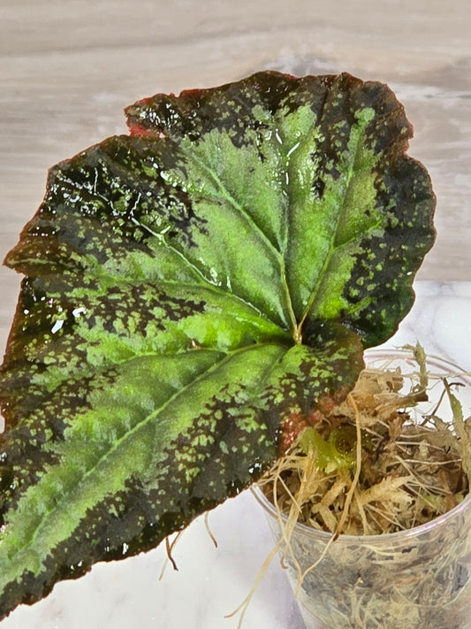 Begonia SP Gunung Condong (RARE)