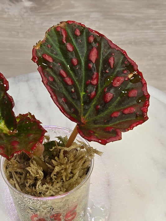 Begonia Darthvaderiana X Negrosensis