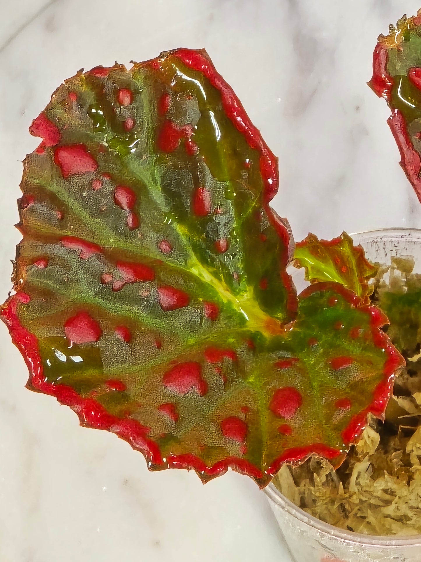 Begonia Darthvaderiana X Negrosensis
