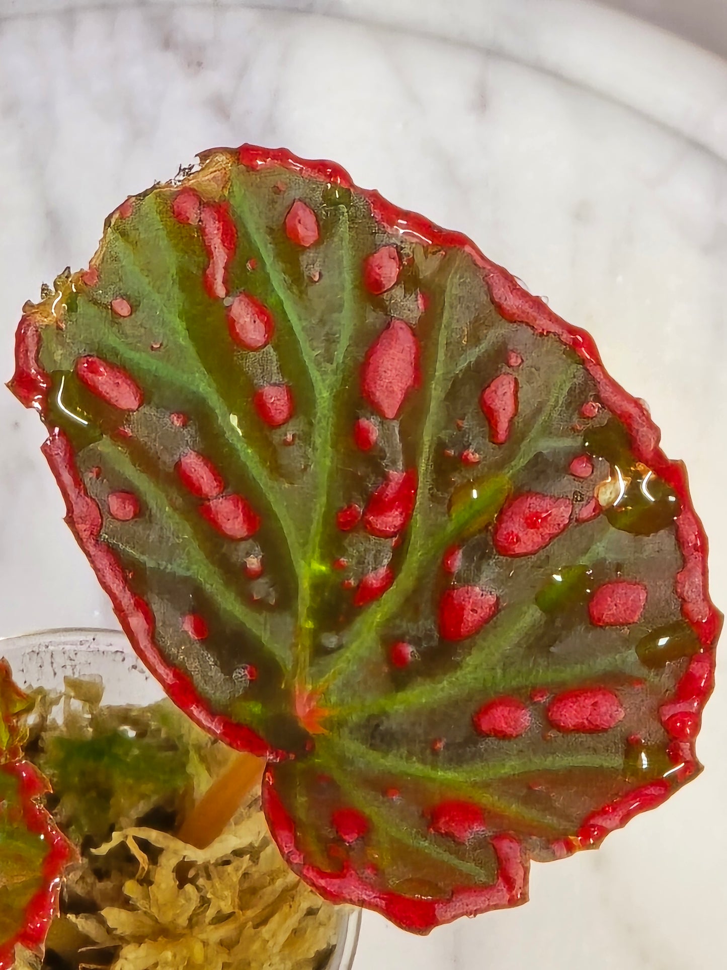 Begonia Darthvaderiana X Negrosensis