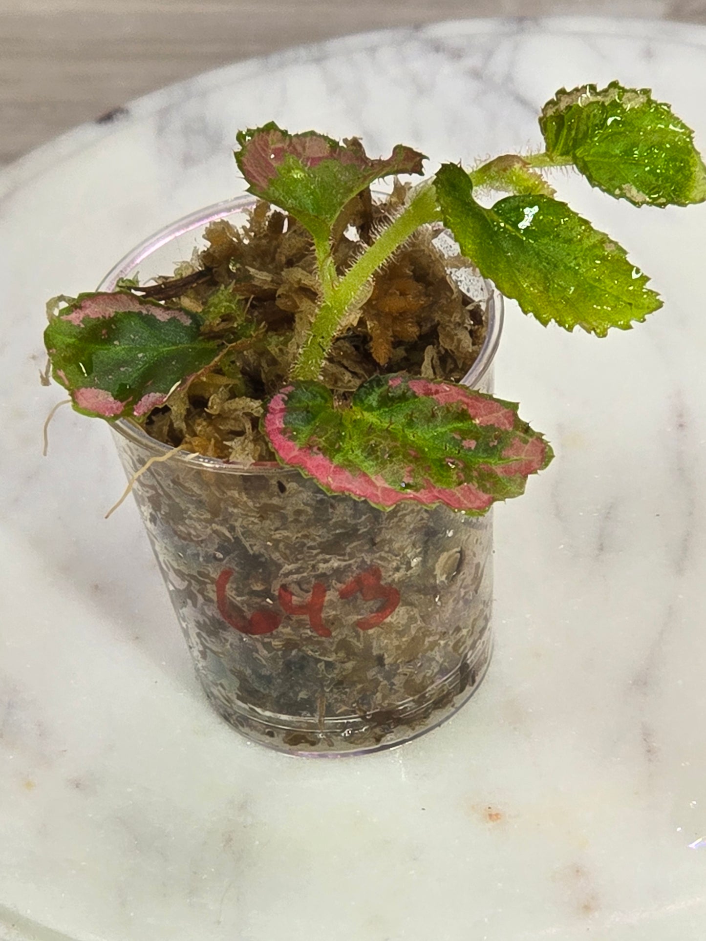 Begonia U012