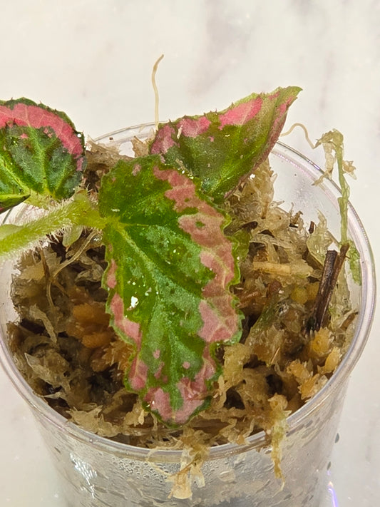 Begonia U012