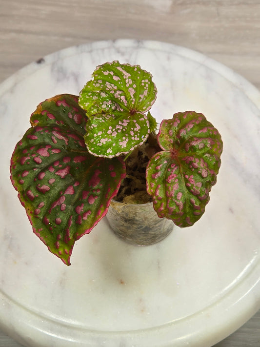 Begonia Roseopunctata