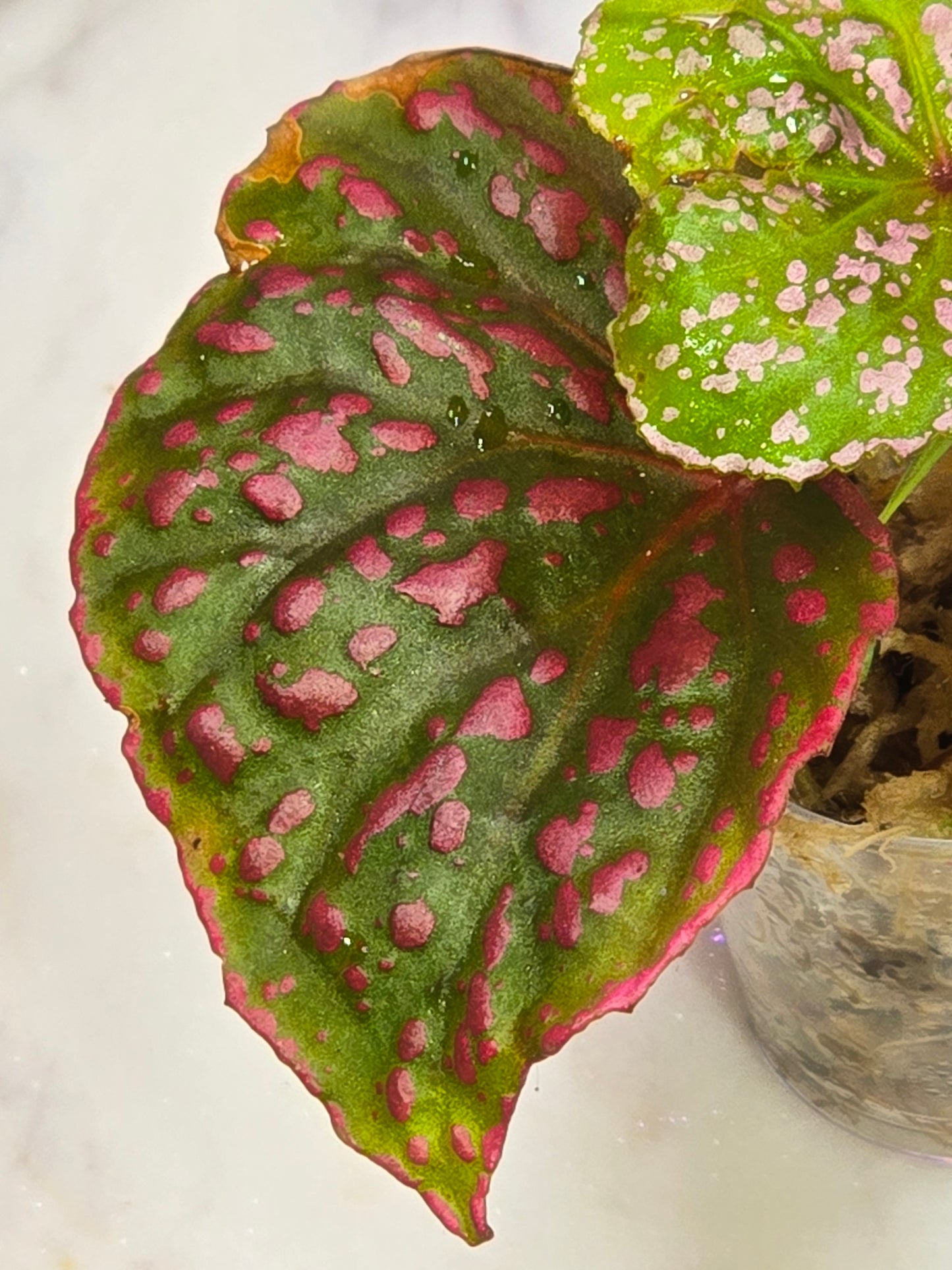 Begonia Roseopunctata