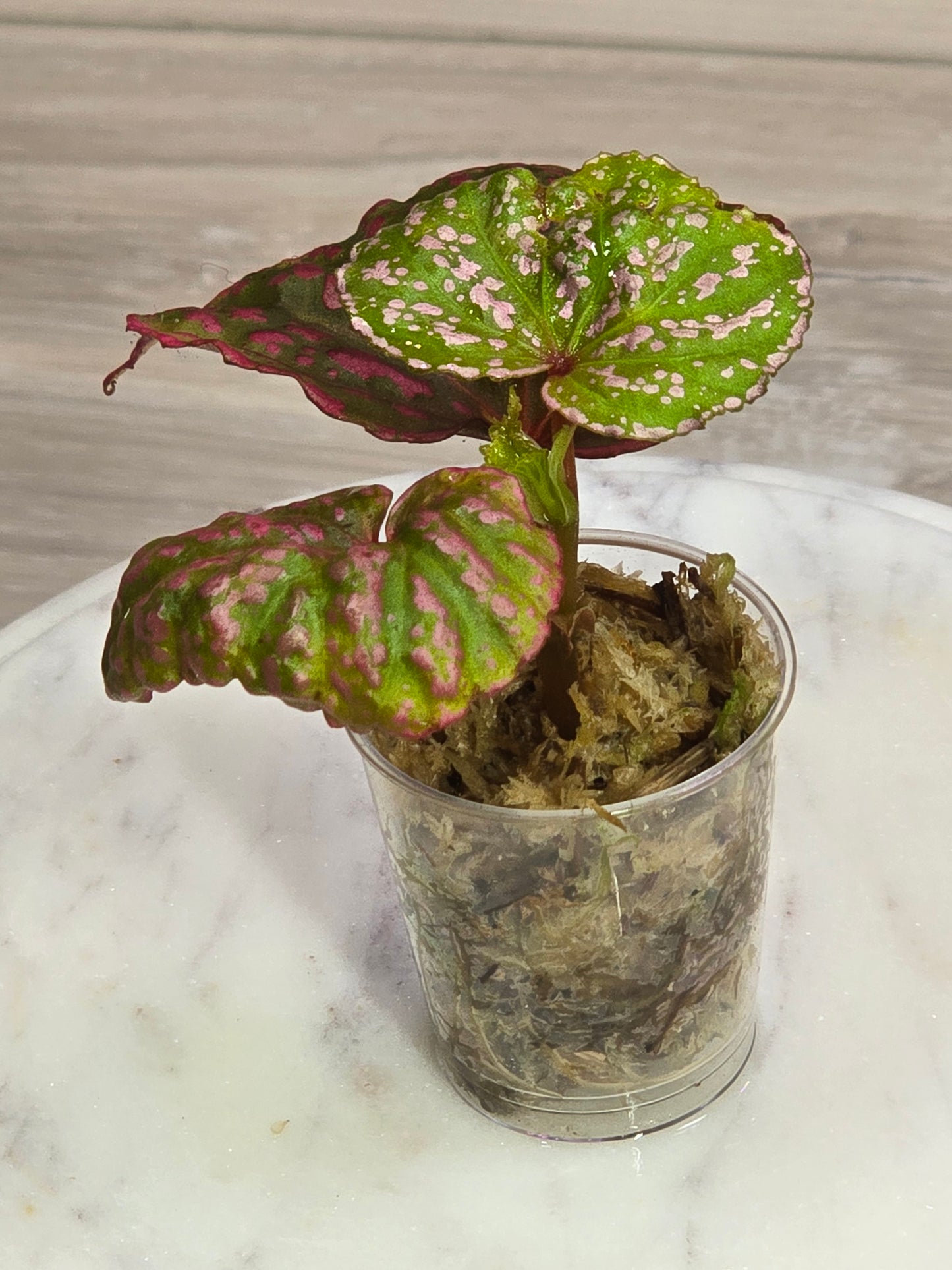 Begonia Roseopunctata