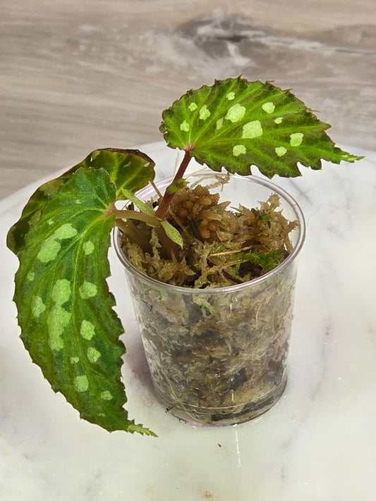 Begonia Mantuk