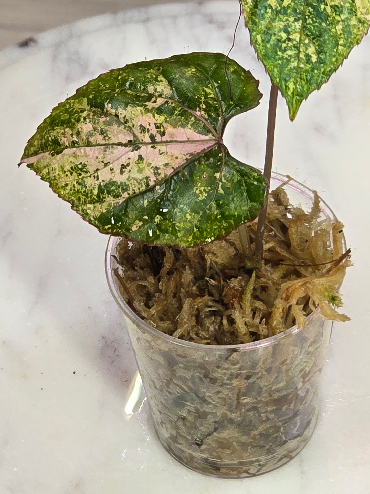 Cissus Discolor Variegated