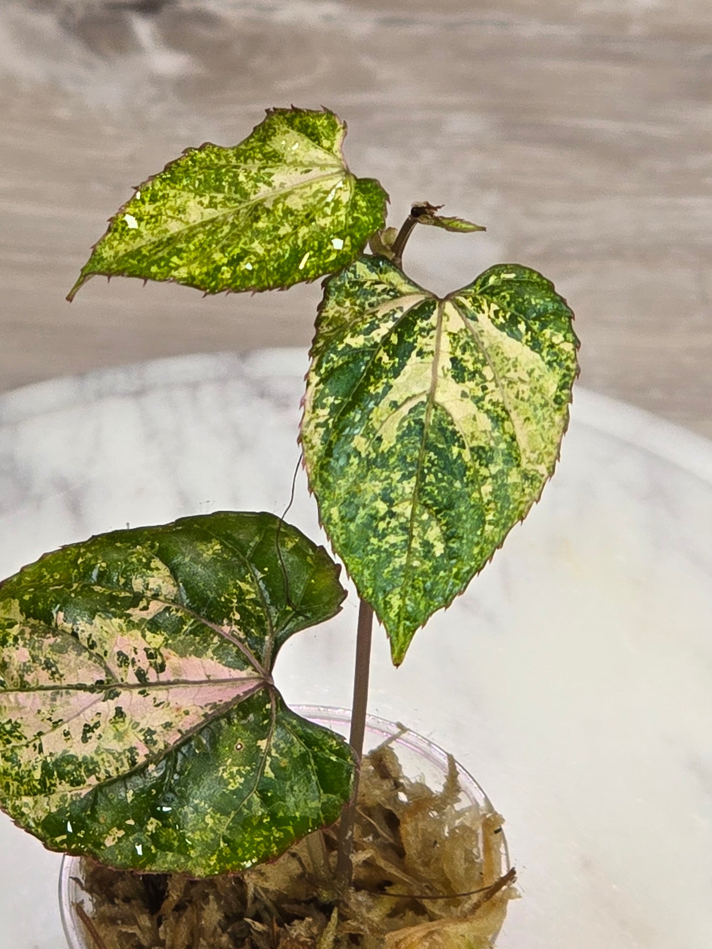 Cissus Discolor Variegated