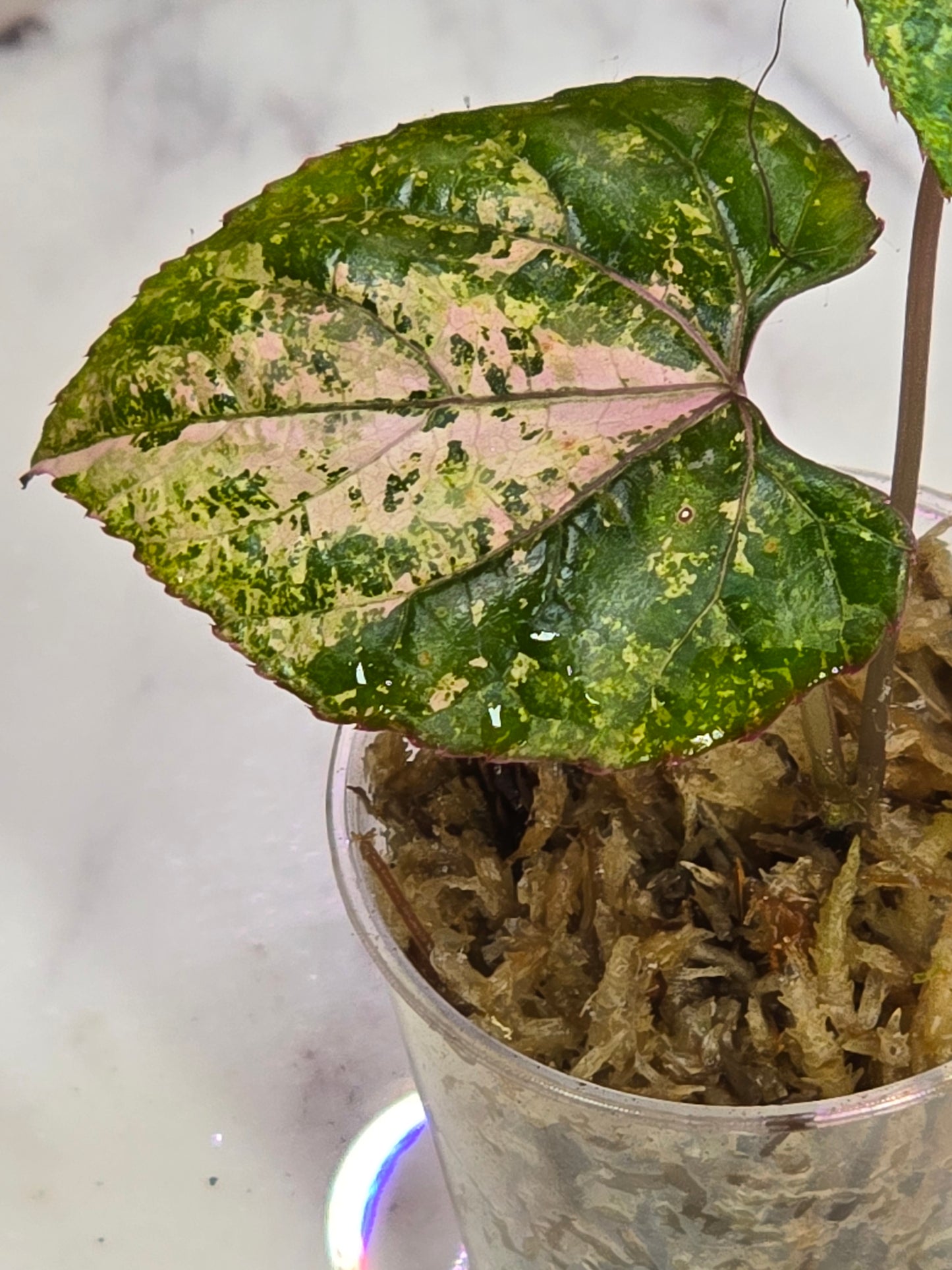 Cissus Discolor Variegated