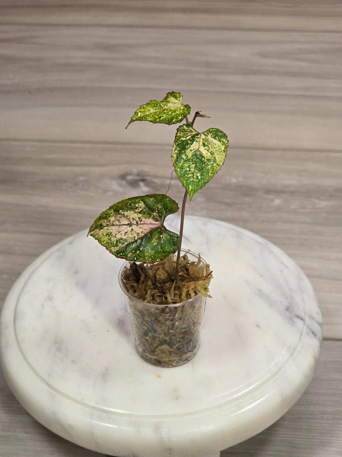 Cissus Discolor Variegated