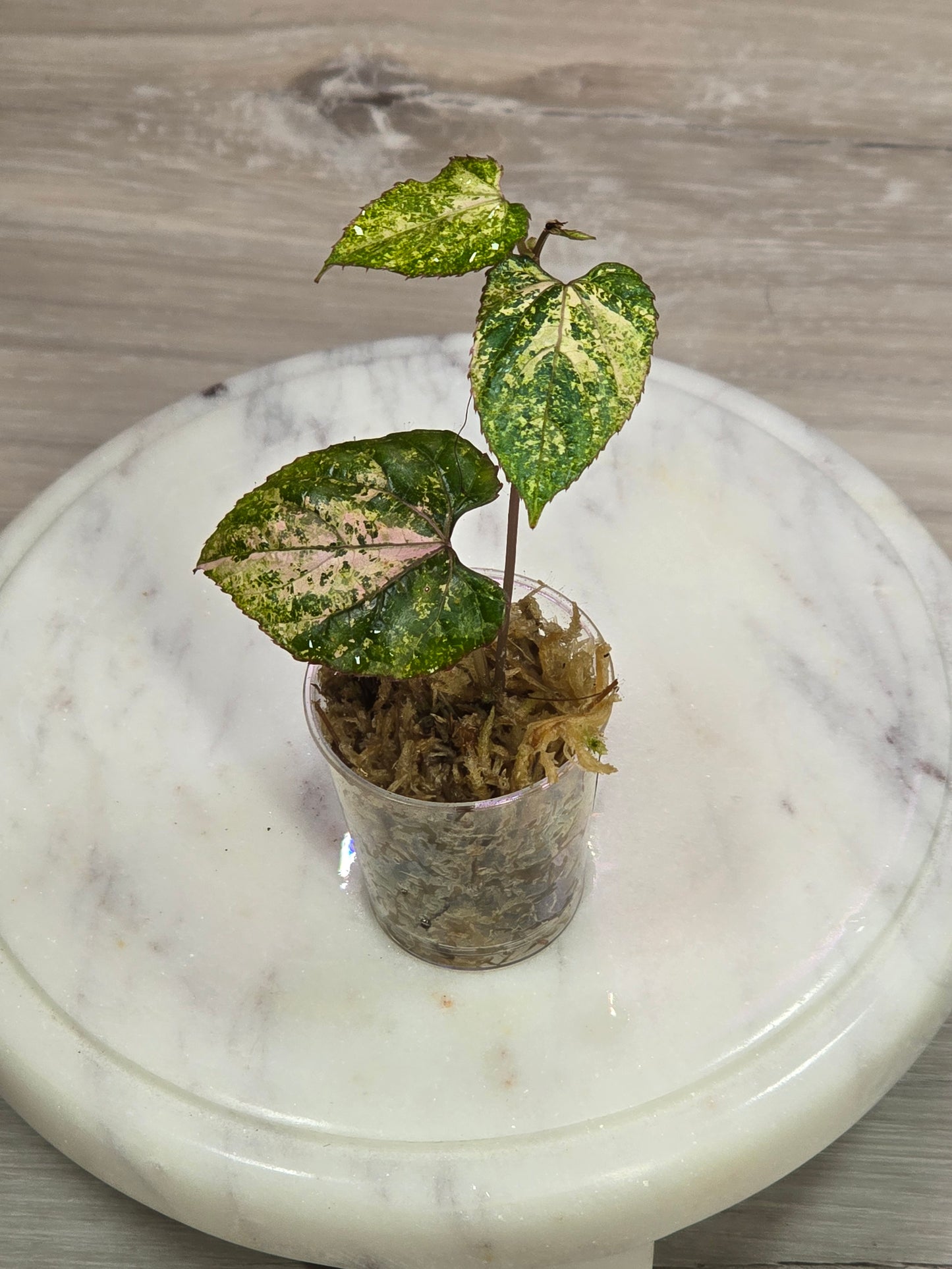 Cissus Discolor Variegated