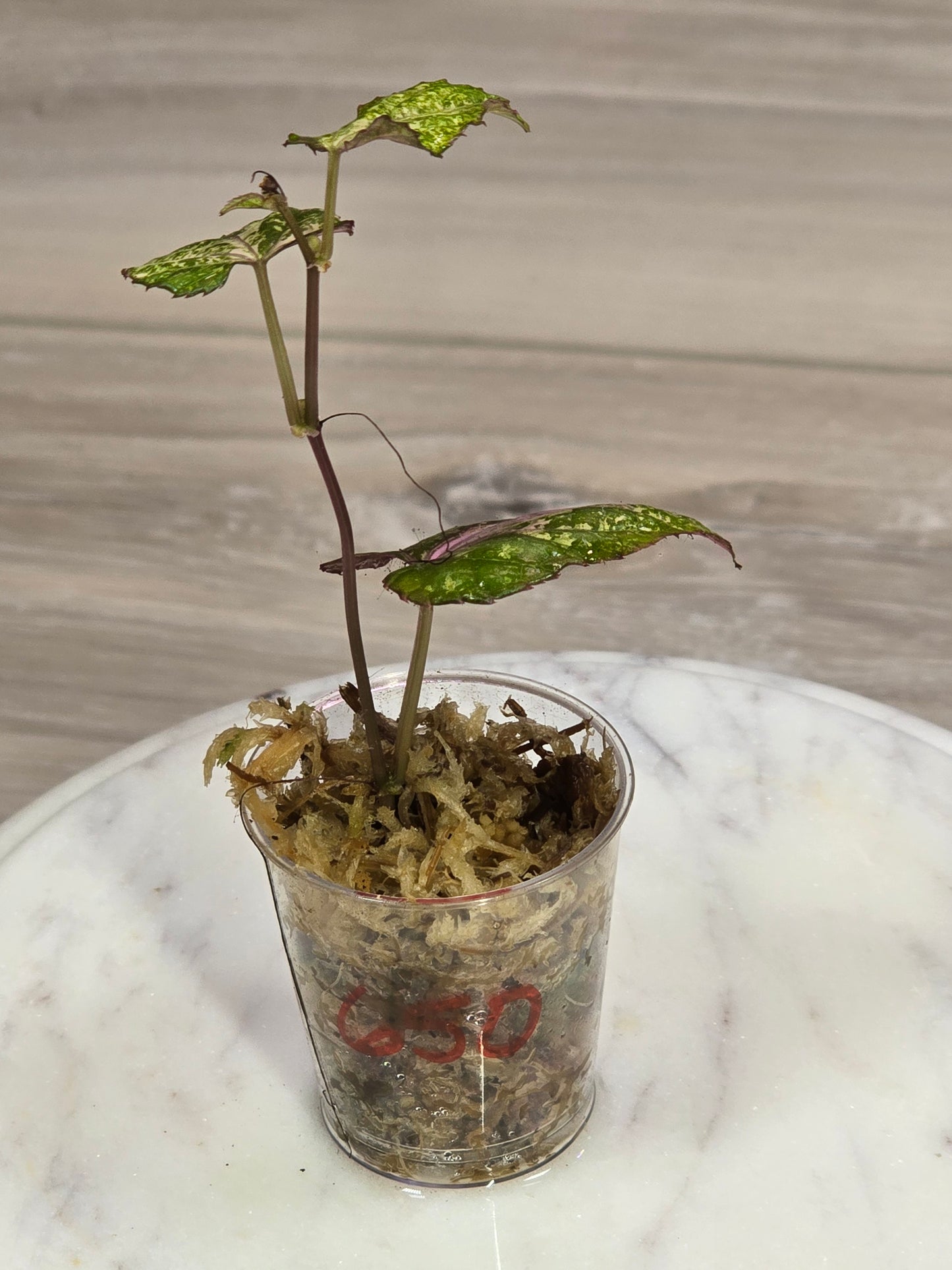 Cissus Discolor Variegated
