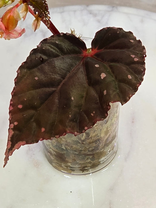 Begonia SP Sabah